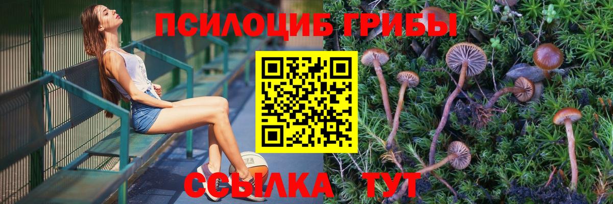 Галлюциногенные грибы Psilocybe Карталы